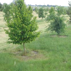 Carpe Trufero - Tuber Melanosporum